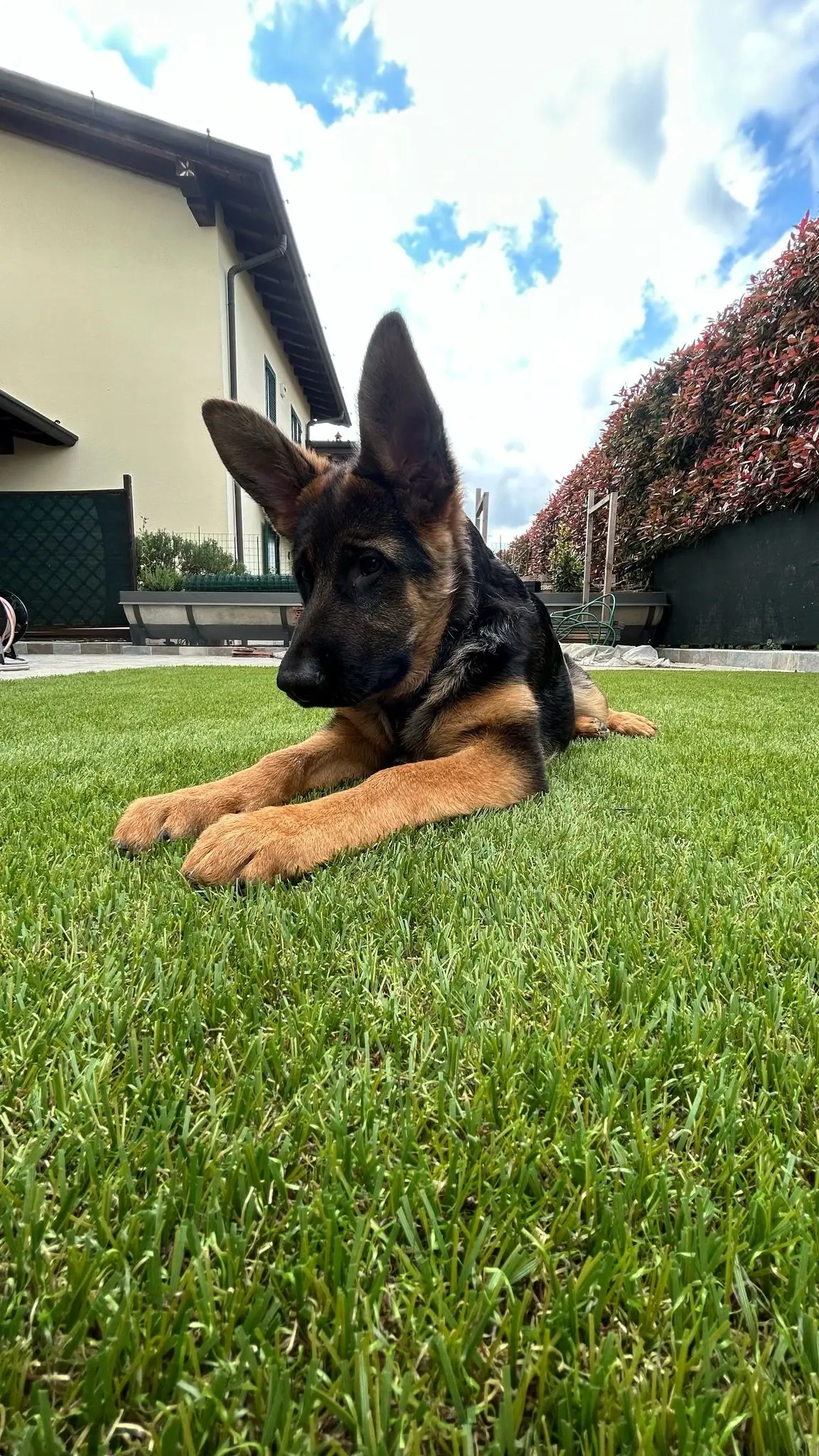 Erba sintetica resistente ai cani e animali domestici installata a Brescia.